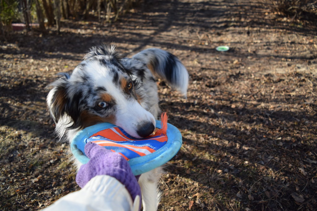 dog playing tug-of-war