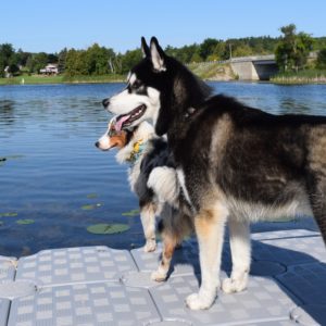 two dogs standing on a dock