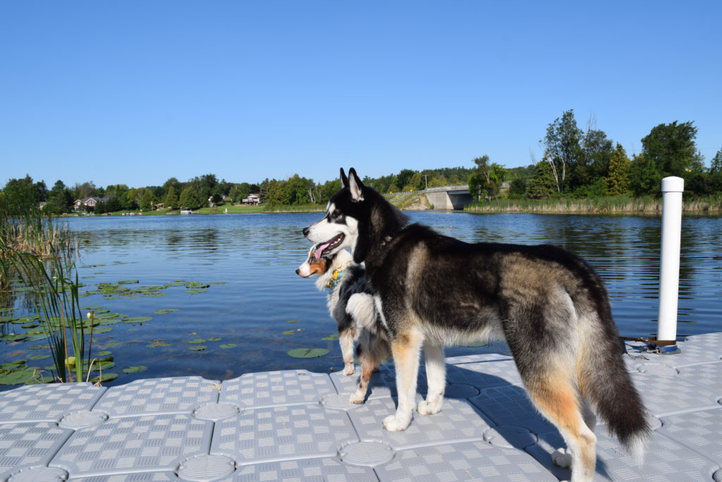 two dogs standing at the dock