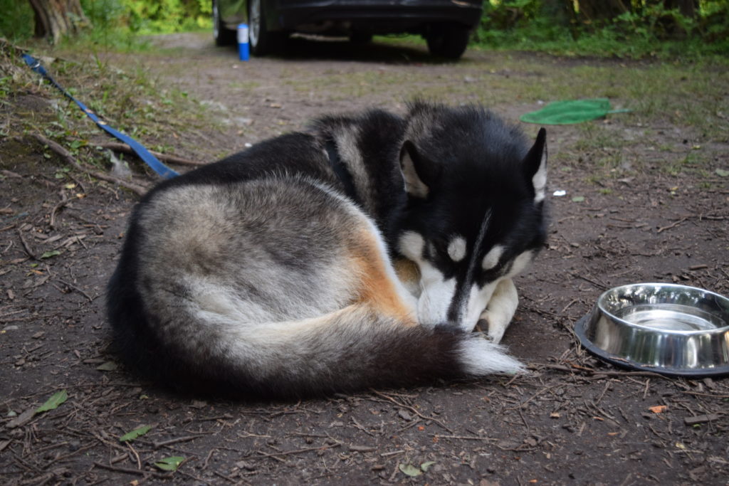 husky sleeping on the ground