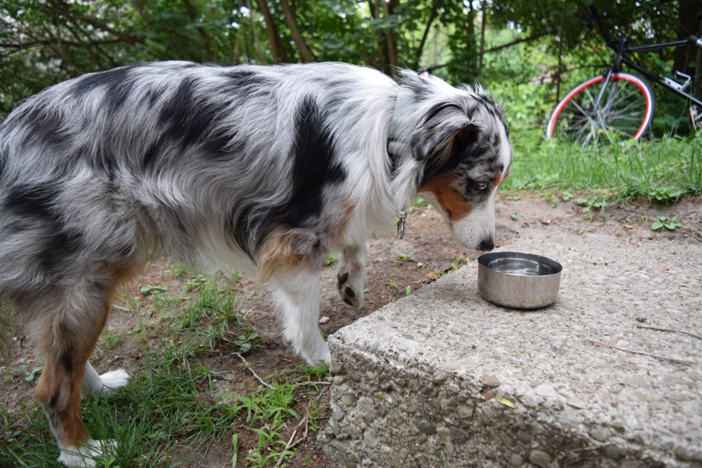 dog drinking from a water bowl