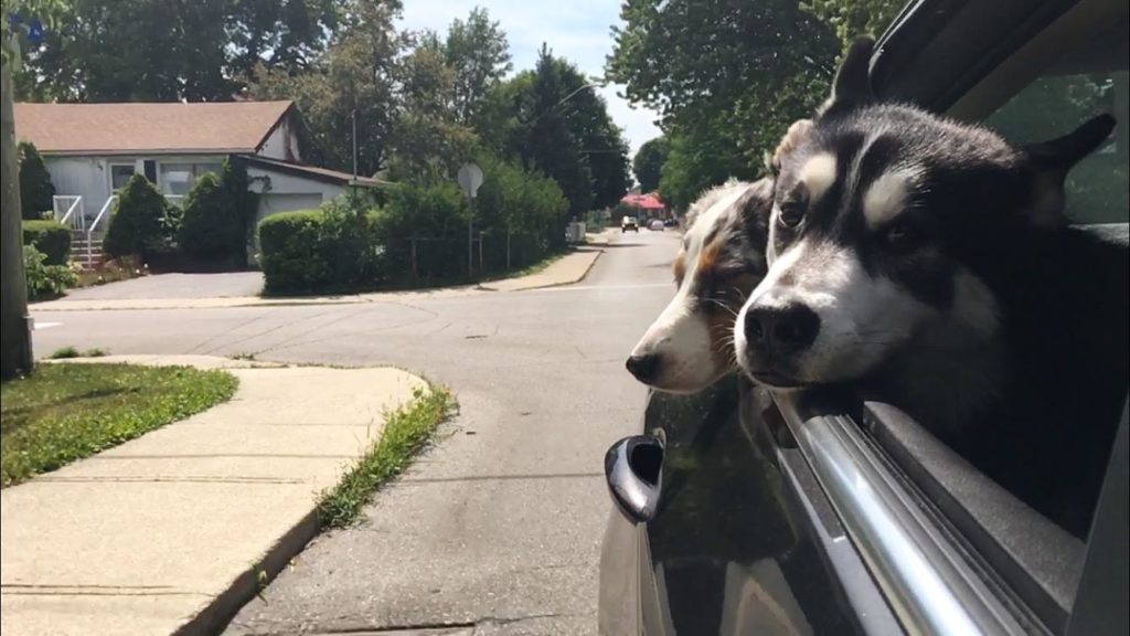 two dogs with their heads out the car window