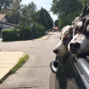 two dogs with their heads out the car window