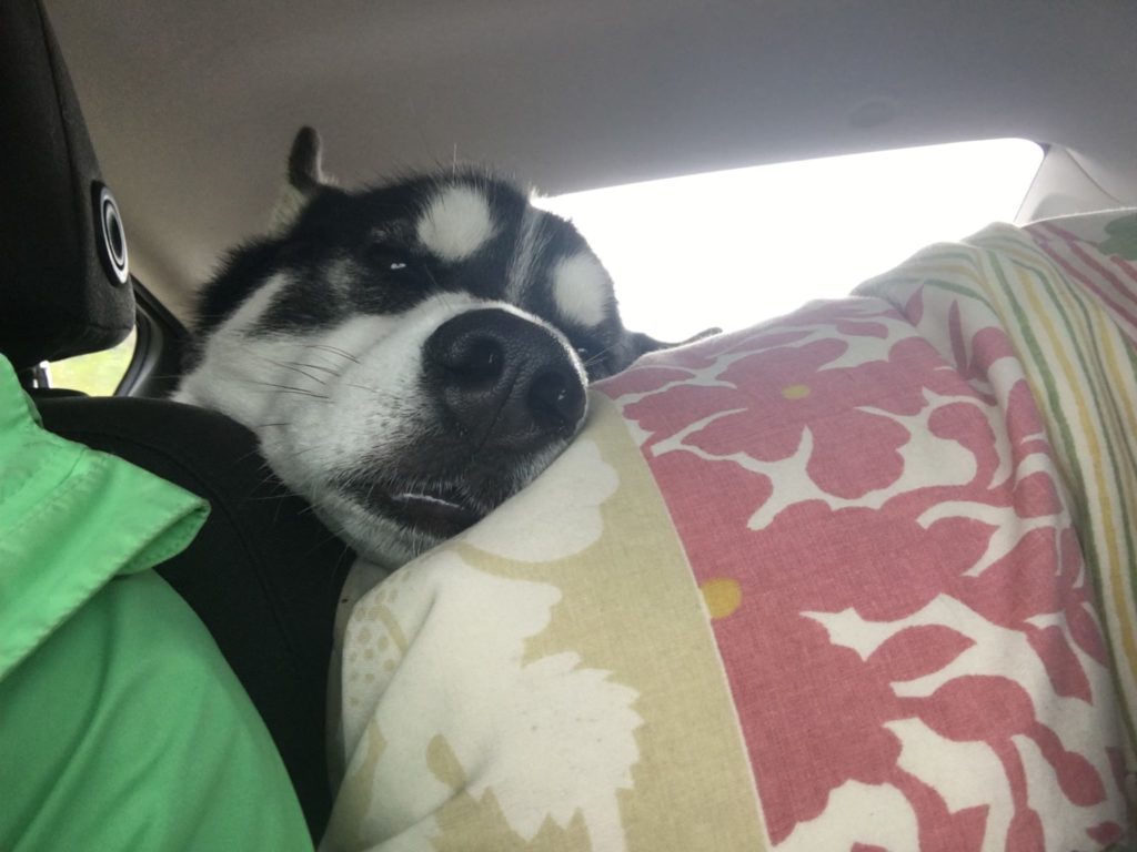 dog sleeping on car seat
